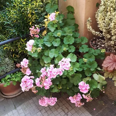 ベッド・アンド・ブレックファスト Tra Gianicolo E Trastevere