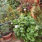 Tra Gianicolo E Trastevere Bed and Breakfast Ρώμη