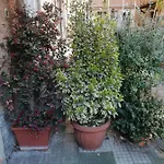 Tra Gianicolo E Trastevere Bed and Breakfast 4*