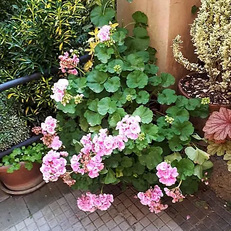 Tra Gianicolo E Trastevere 4* Рим